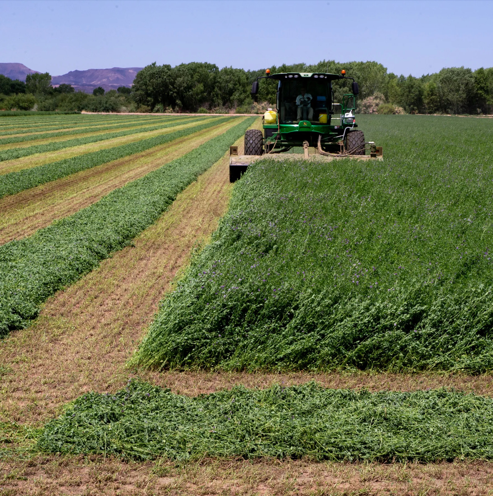 Alfalfa Seeds for Hay Production Northern Cold Climate Zone (coated)  USA Seller