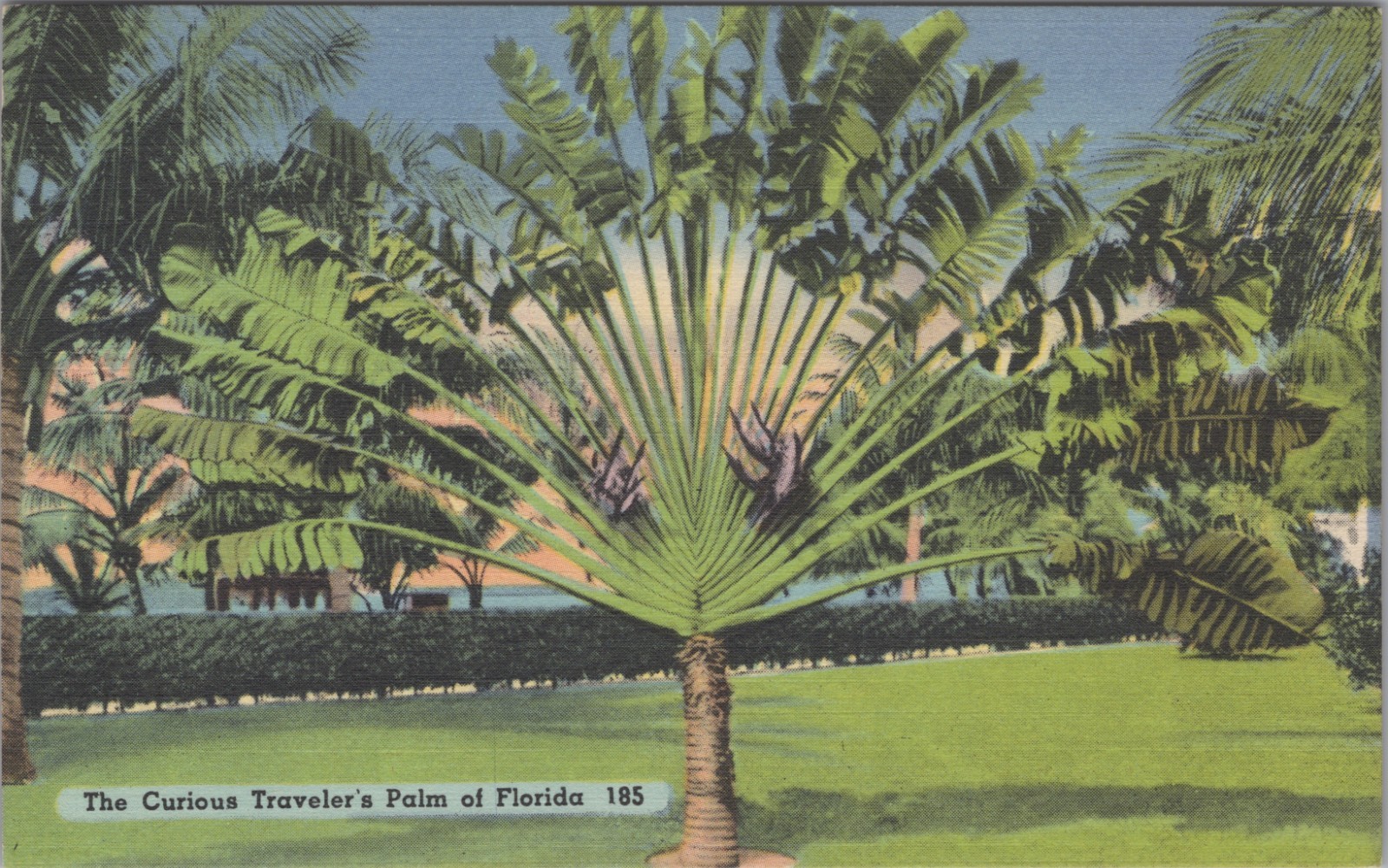Curious Traveler\'s Palm of Florida Tree View Vintage Linen Tichnor Postcard 1956