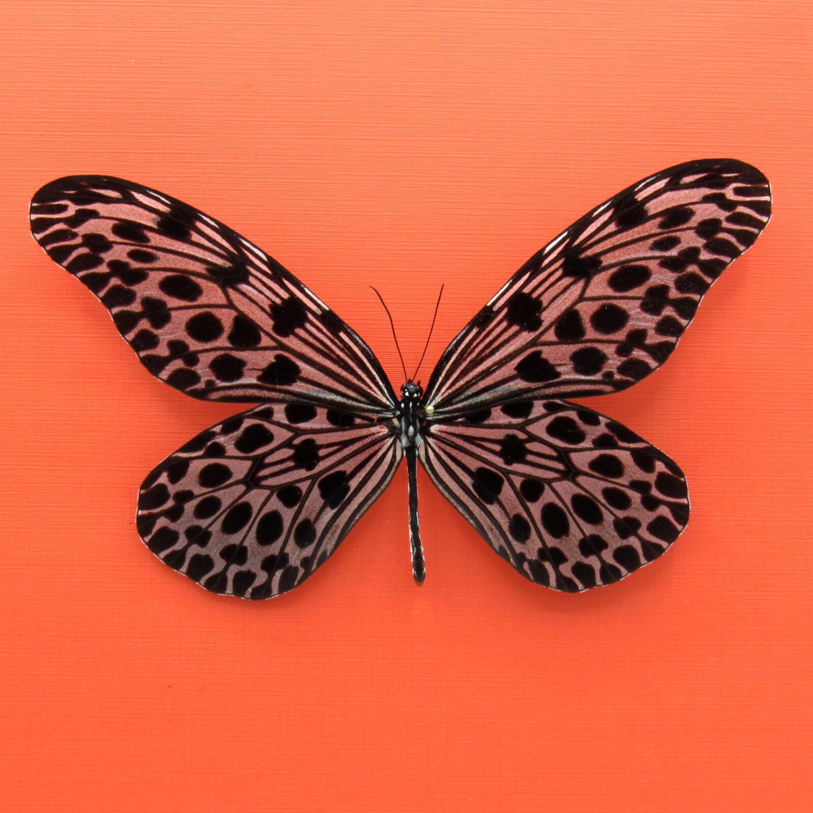 Real mounted Giant Tree Nymph butterfly - Idea lynceus - A1
