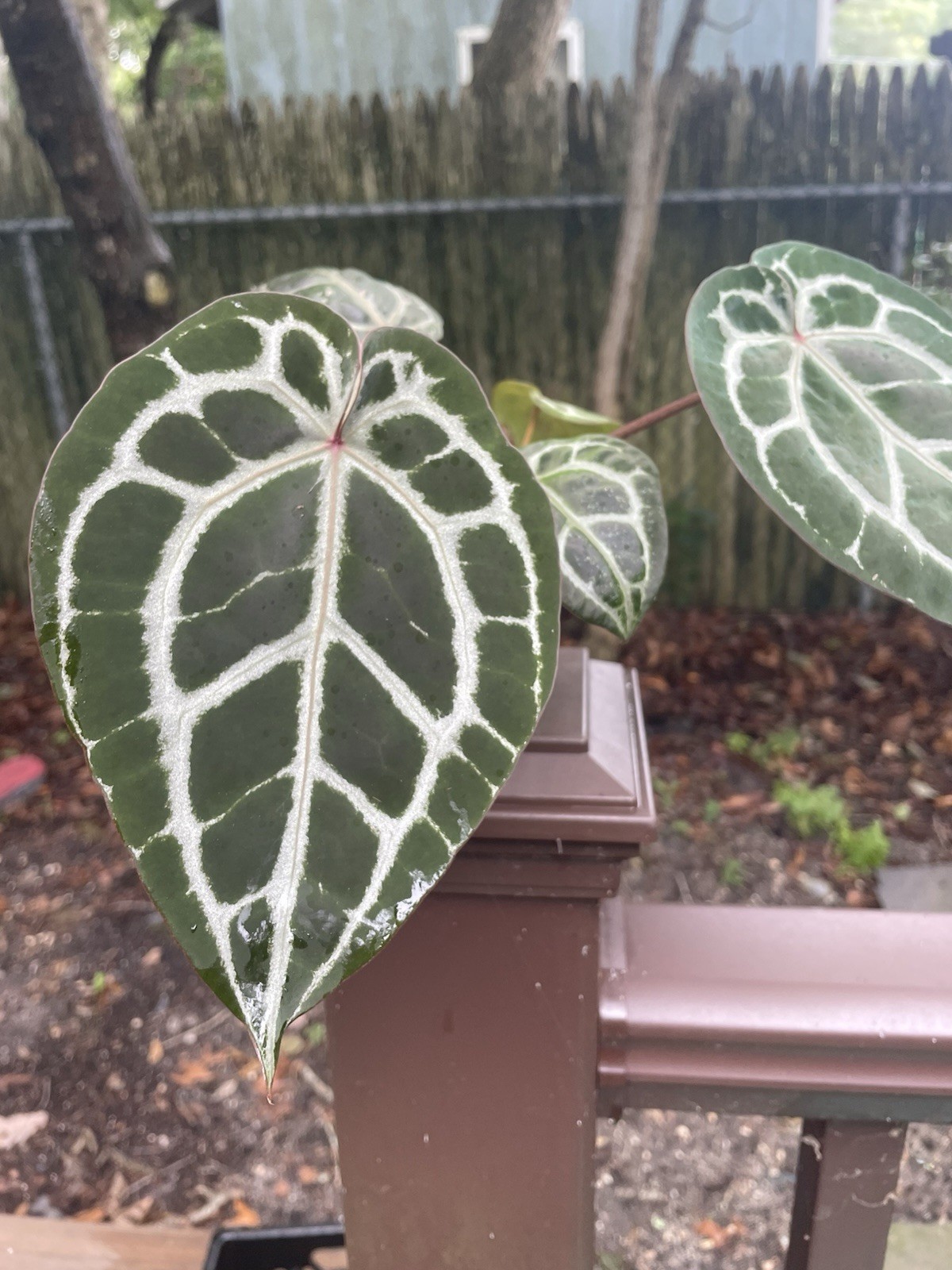 anthurium michelle (doc block) exact plant anthurium michelle (doc block) exact plant