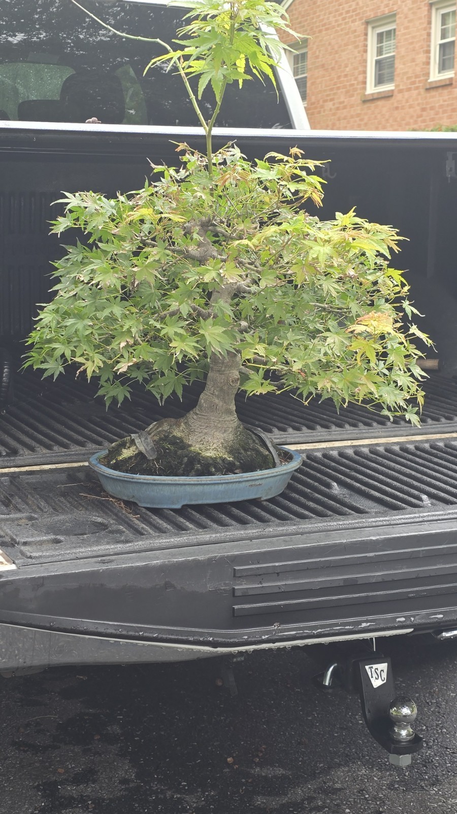 🍁 acer palmatum ( Japanese maple ) 🍁  Bonsai