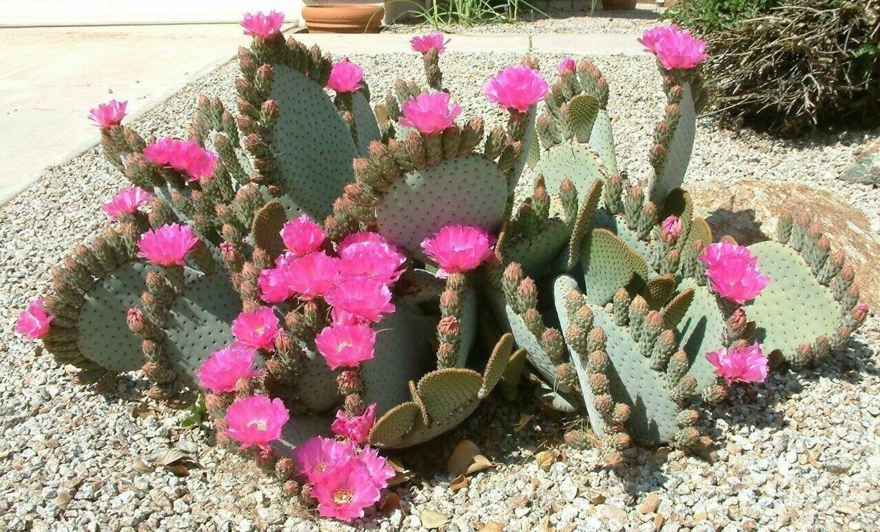 Opuntia basilaris \