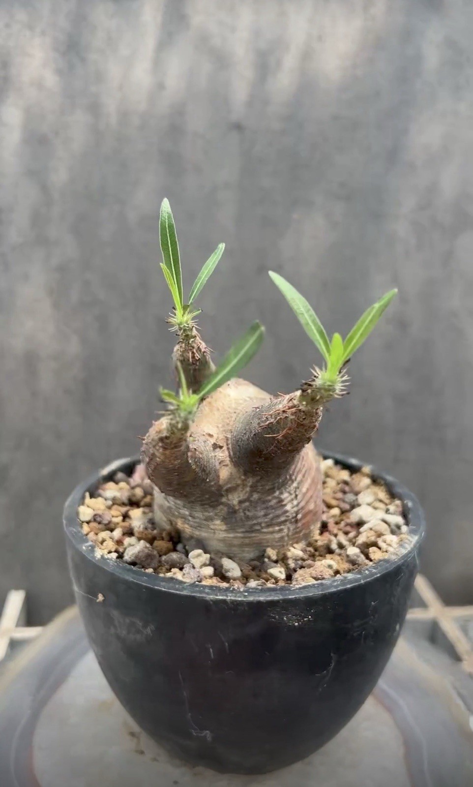 Pachypodium rosulatum var. gracilius, trendy caudex plant 1pc B5.5
