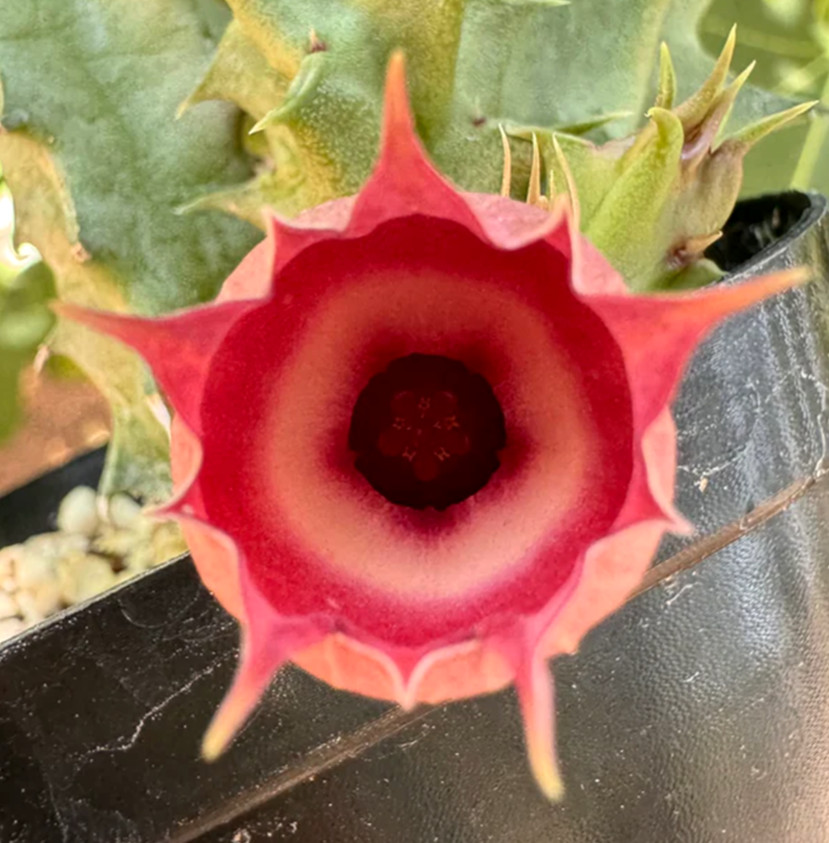 HUERNIA CV. HELL\'S BELLS  ~  ** T.T. EXCLUSIVE    ** / CACTUS SUCCULENT