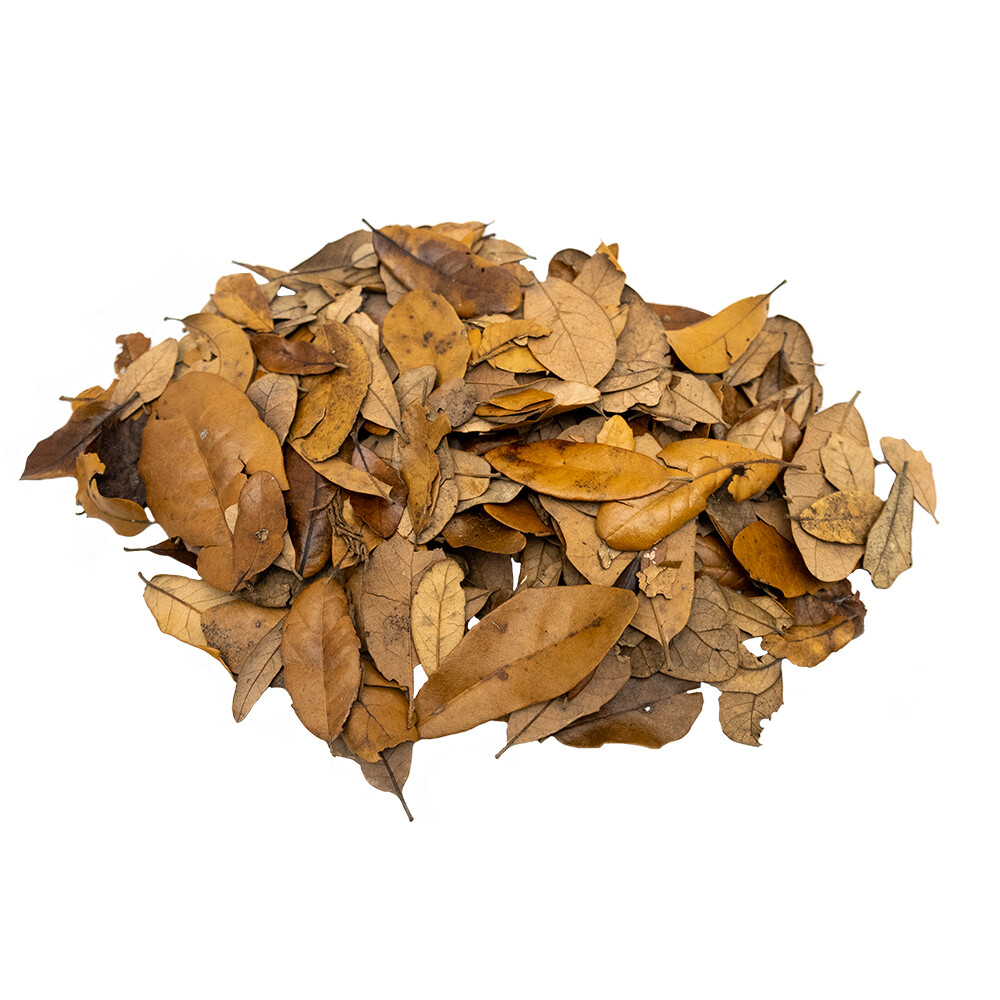 XYZReptiles Premium Live Oak Leaf Litter Isopod Substrate Terrarium Bedding XYZReptiles Premium Live Oak Leaf Litter Isopod Substrate Terrarium Bedding