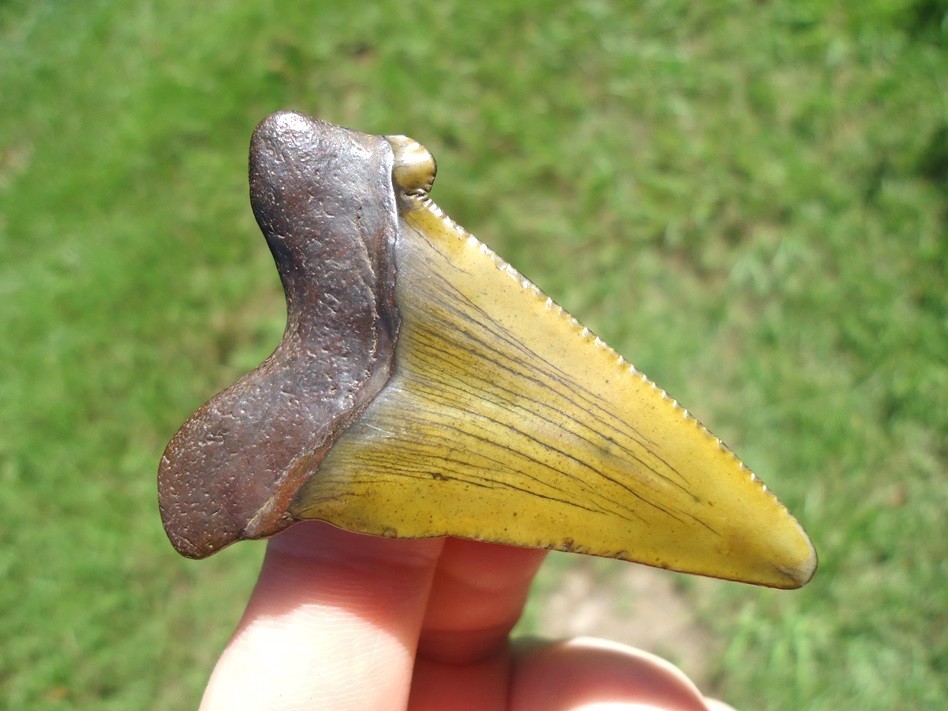 YELLOW GREEN SUWANNEE RIVER AURICULATUS SHARK TOOTH FLORIDA FOSSILS SHARKS TEETH