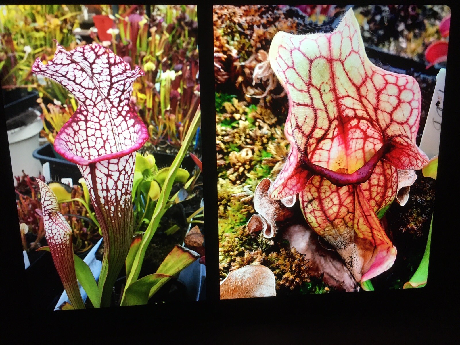 Sarracenia leucophylla “Purple Lips” X rosea ornata 2024 Seed