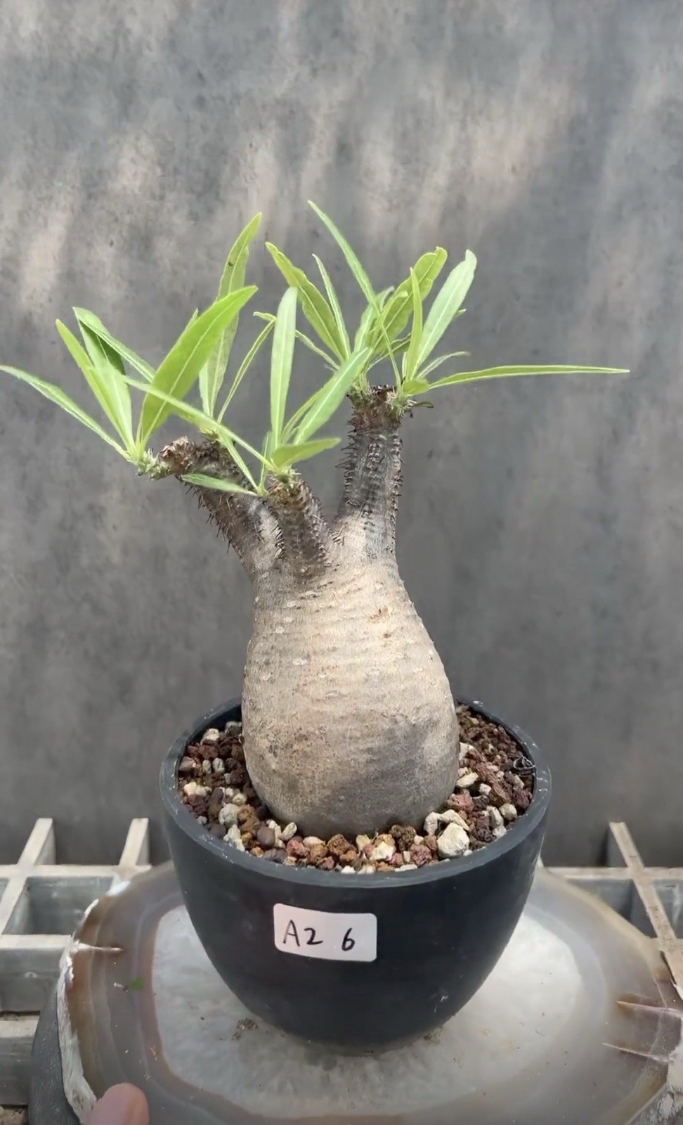 Pachypodium rosulatum var. gracilius, Pachypodium rosulatum var. gracilius,