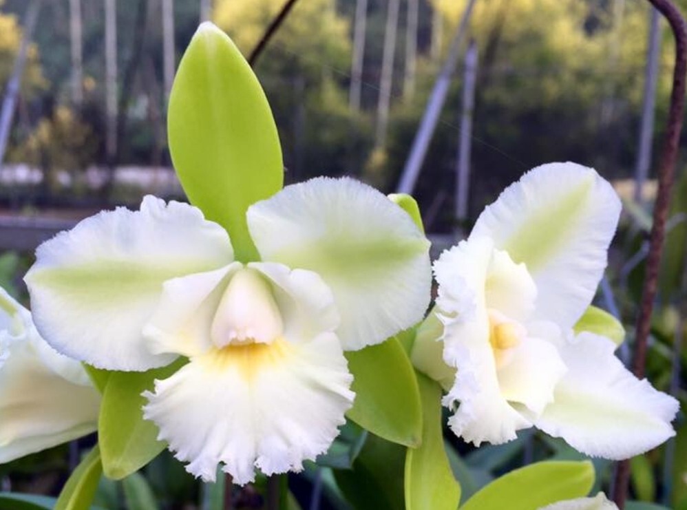 Epc. Siam Jade \'SVO\' Blooming Size Cattleya Orchid Clone.  Beautiful Fragrant...
