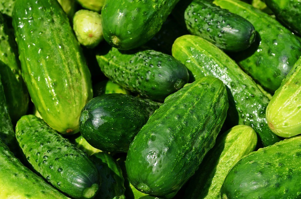 Spacemaster Cucumber Seeds, NON-GMO, Compact Cucumber Plant, 