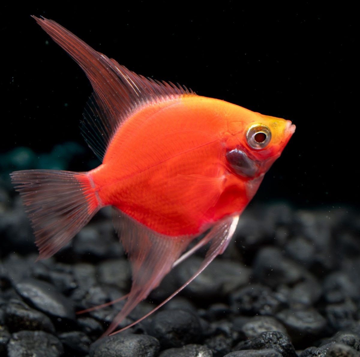 GloFish Starfire Red Angelfish Low Shipping