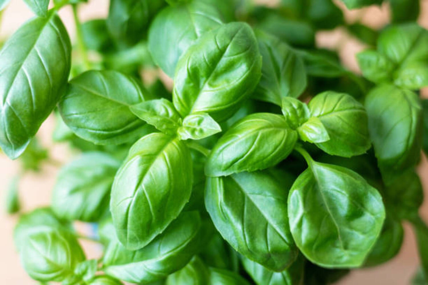 400 SWEET BASIL SEEDS | SALE NON GMO 400 SWEET BASIL SEEDS | SALE NON GMO
