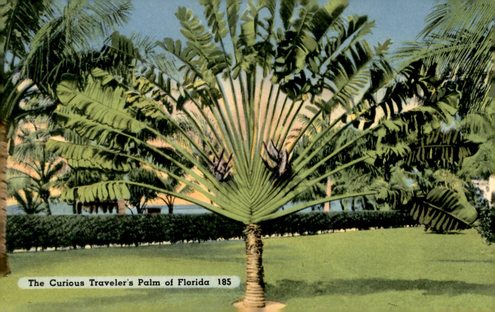 Curious Traveler\'s Palm of Florida, 1850 Postcard