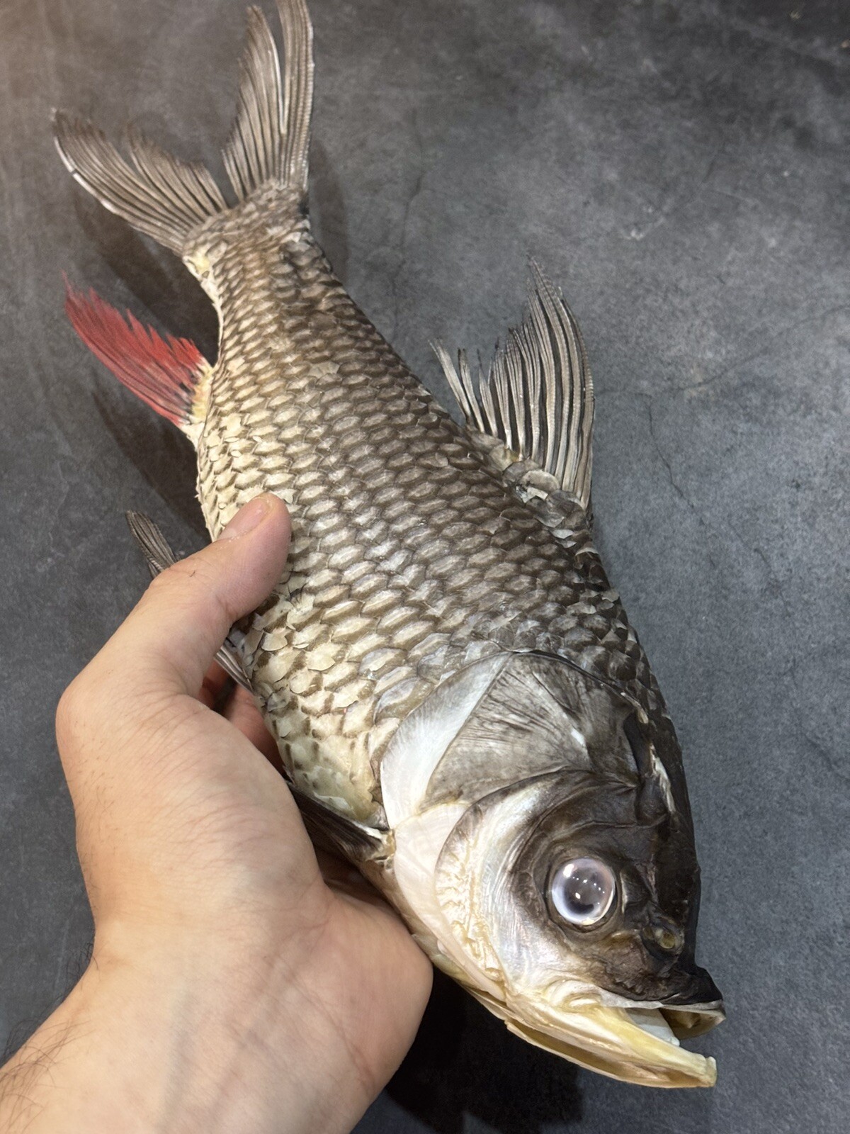 Taxidermy Rare Mekong Giant Barp Museum Quality Carp Real Fish Skin Mount