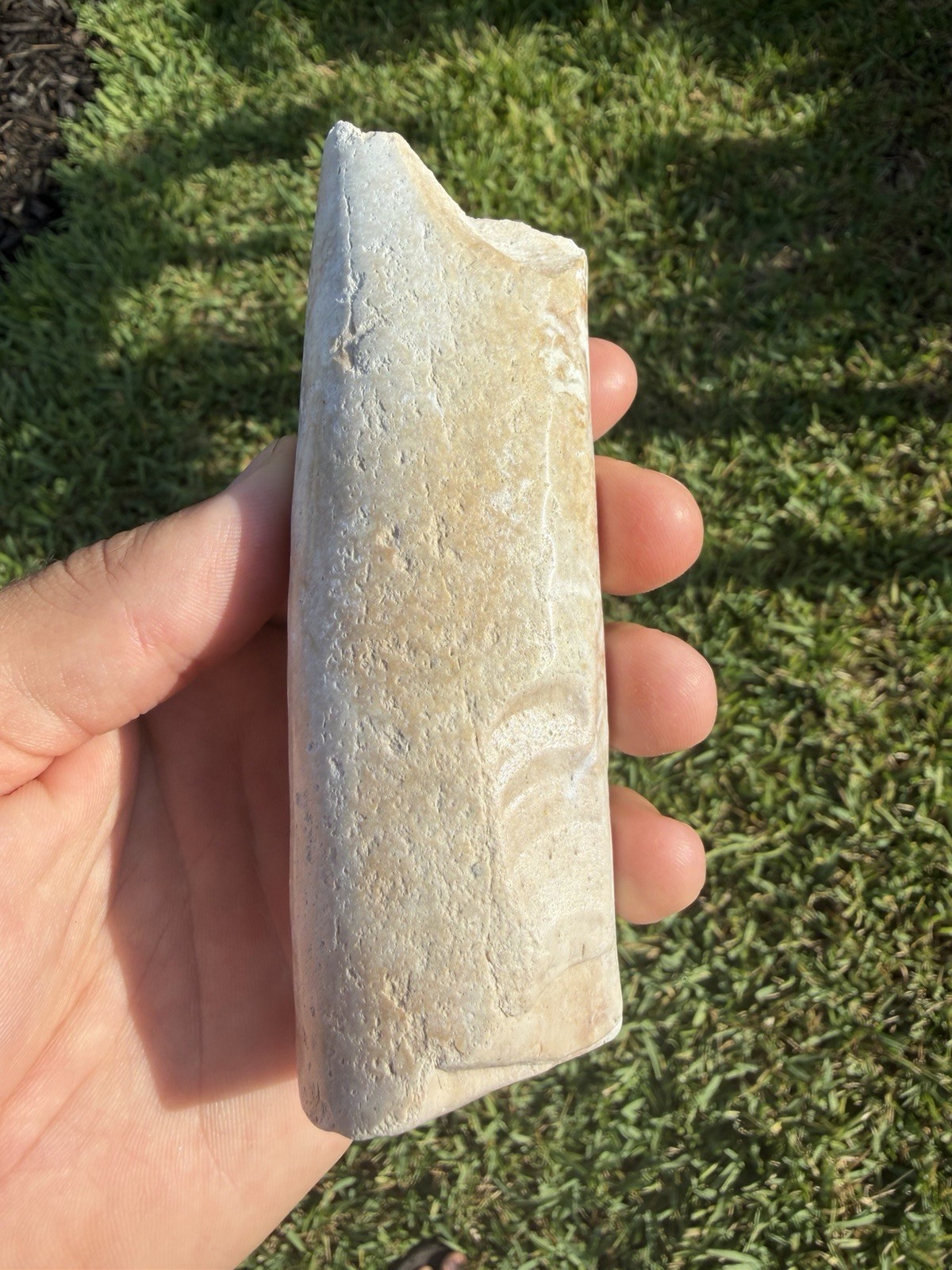 RARE WHITE FOSSIL DUGONG RIB BONE AMAZING POLISHED FOSSIL