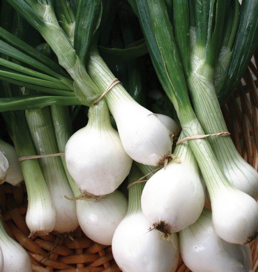 Onion Seeds Collection, NON-GMO, 13 Varieties to Choose From, 
