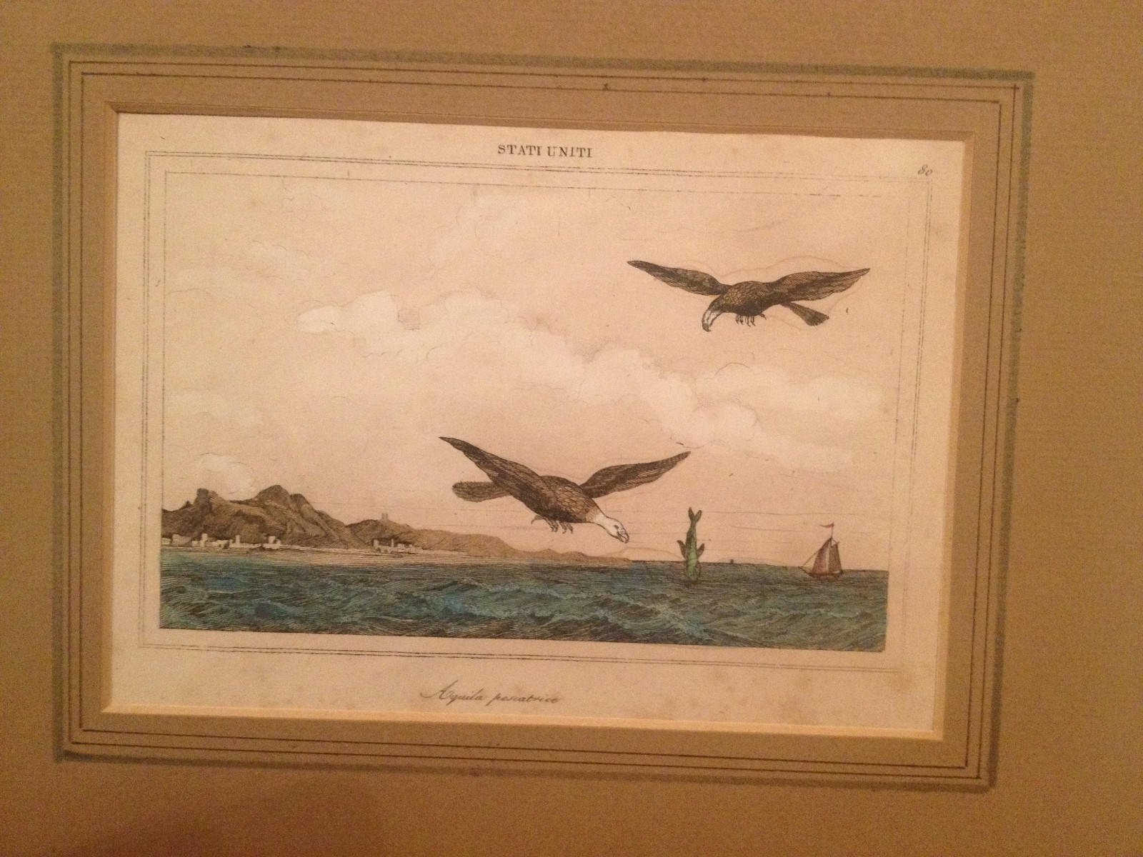 Antique 1839? Hand Colored Engraving Stati Uniti Aquila Pescatrice Eagles Antique 1839? Hand Colored Engraving Stati Uniti Aquila Pescatrice Eagles
