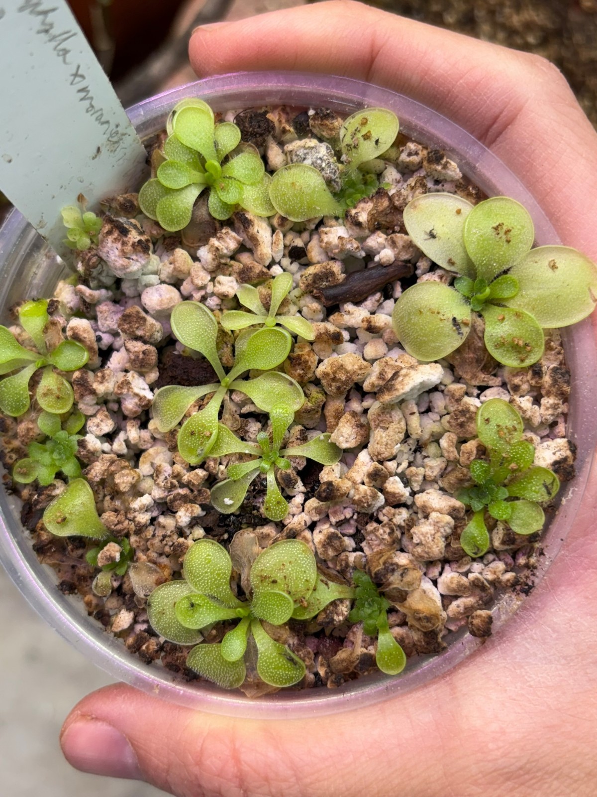 Pinguicula macrophylla x moranensis \'Huahuapan\' SG, Carnivorous Butterwort Plant