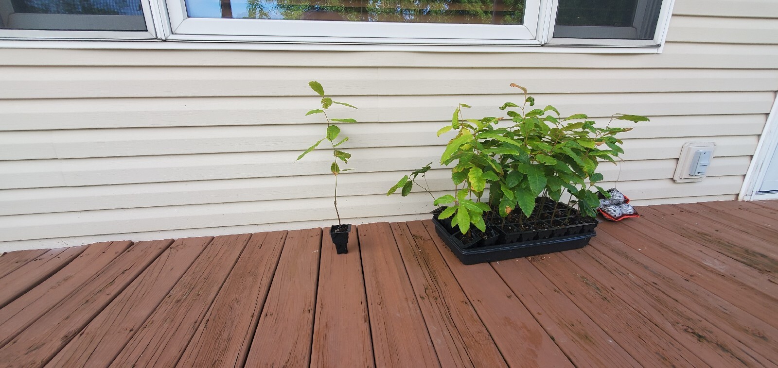 2 Sapling trees; They are 2026 Dustan Hybird chestnut tree Saplings