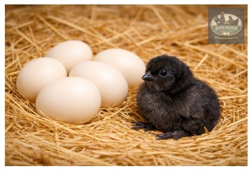 Ayam Cemani Hatching Eggs (10)–Please read Description