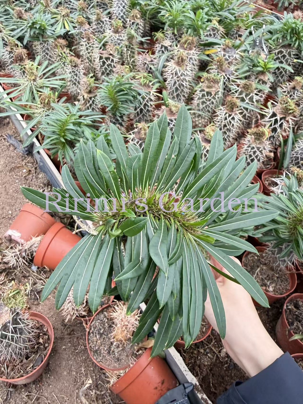 1pcs Pachypodium lamerei \'Cristata\'Succulent Plant