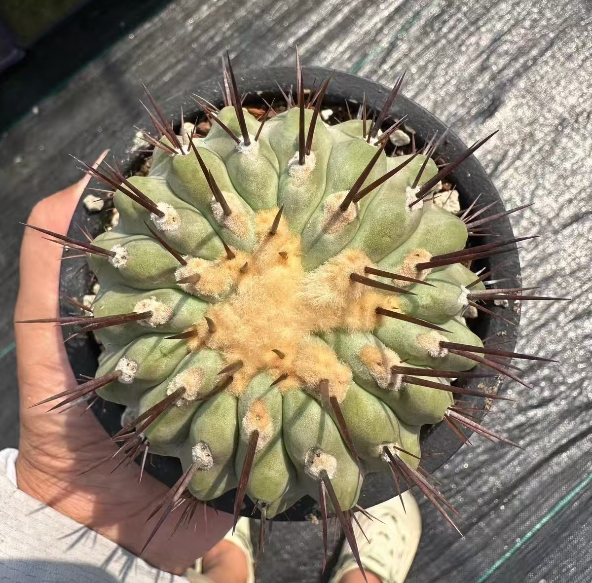 RareSucculent Plant Copiapoa columna-alba SelfRooted WYSIWYG Boutique 1pc