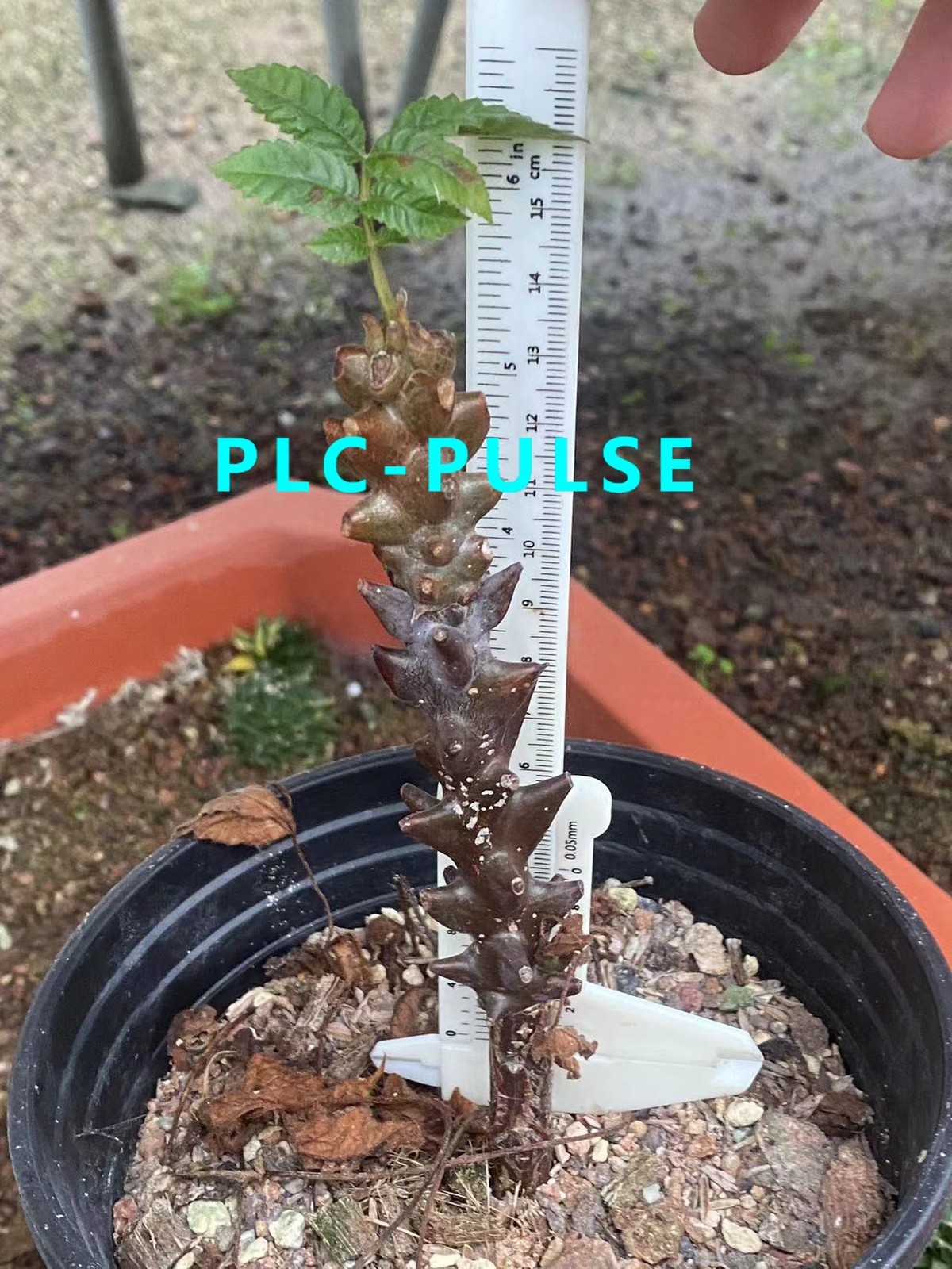 RareSucculent plant Beiselia mexicana Own Rootseedgrowth Garden Décor high10CM