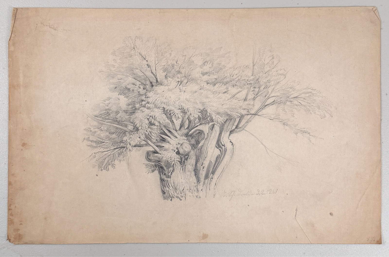 Antique Oak Walnut Tree Study Drawing Forest Landscape 19th C. Victorian SIGNED Antique Oak Walnut Tree Study Drawing Forest Landscape 19th C. Victorian SIGNED