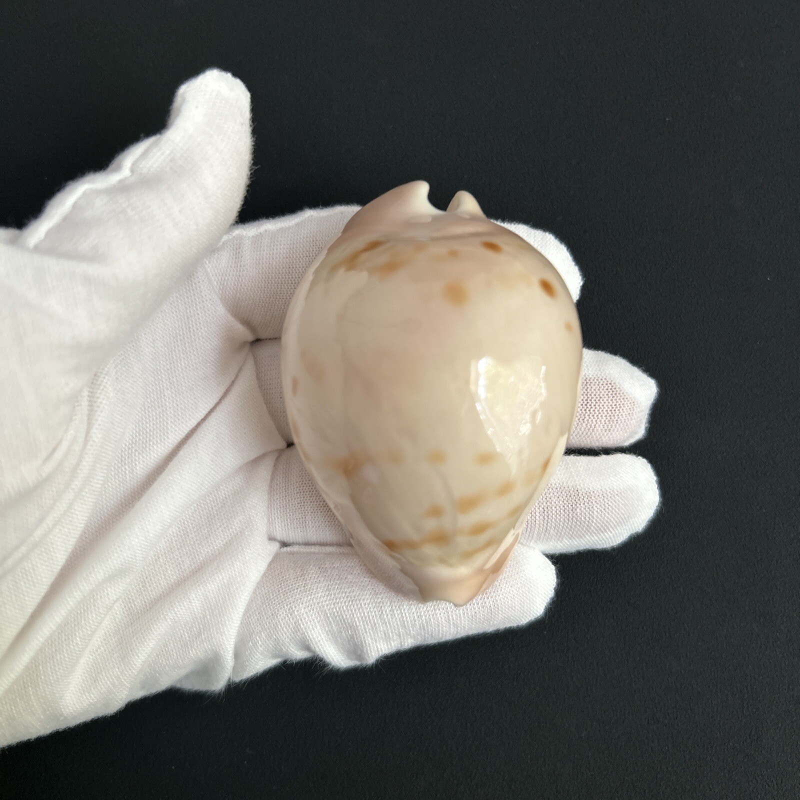 Cypraea venusta venusta/Zoila venusta venusta, 67.6mm, uncomoon cowrie Australia