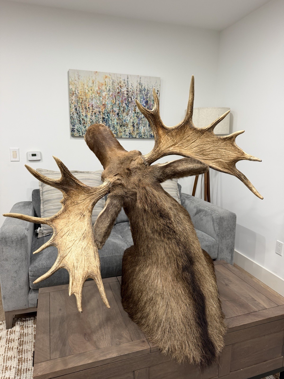 Shoulder Mount Moose