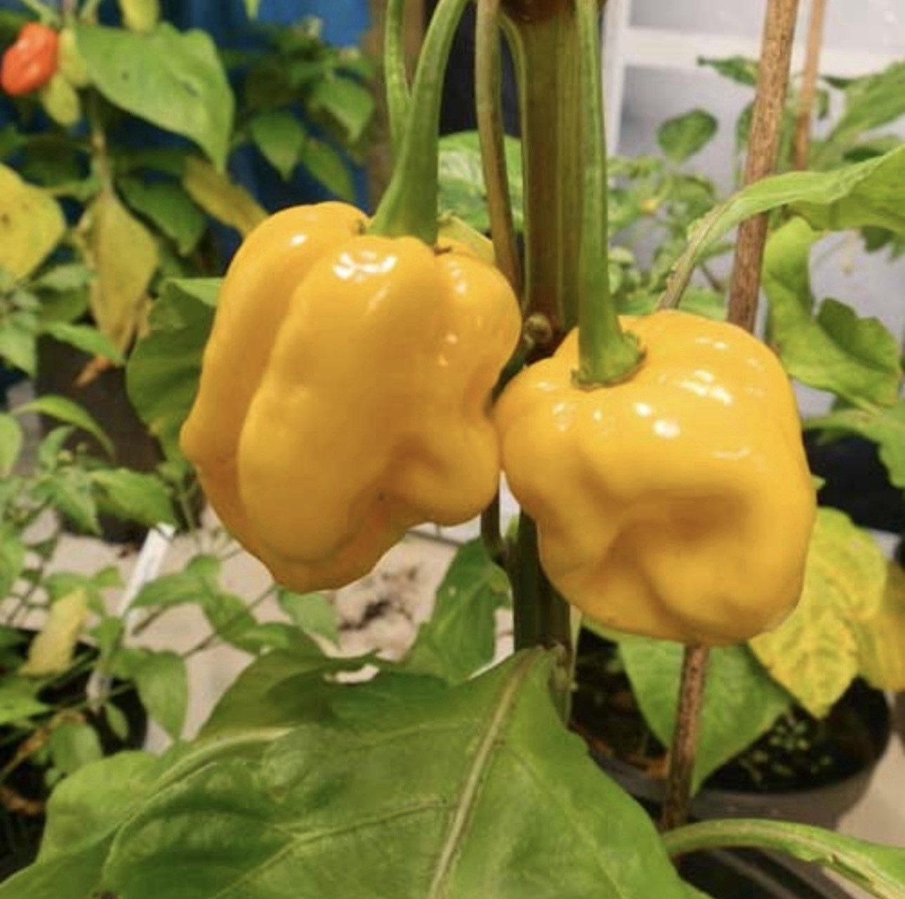 Popular Trinidad Moruga Scorpion Healthy Ready To Ship