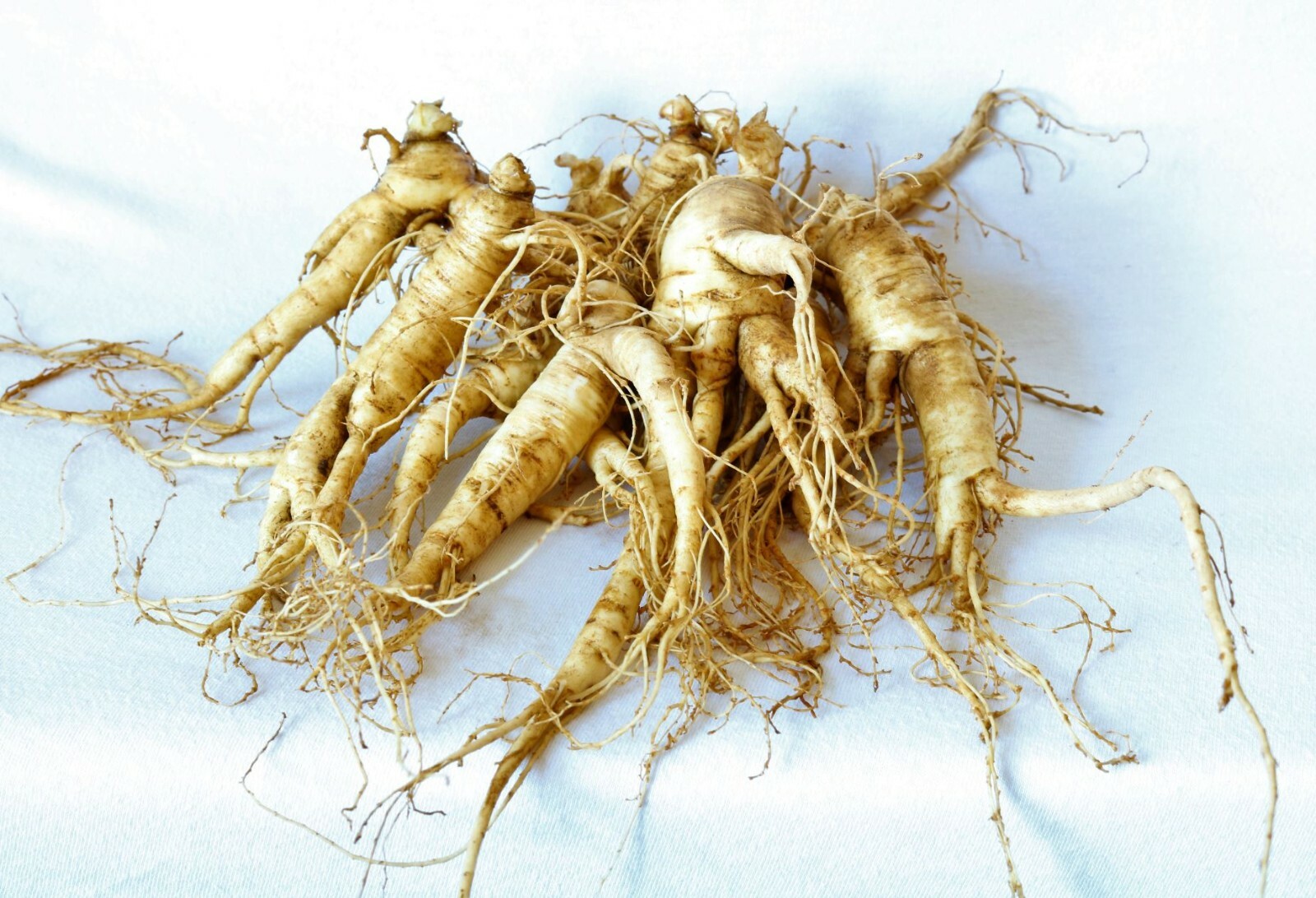 Ginseng Rootlets, Grow Your Own Wild Ginseng Seed from Root Stock(10 Big Roots)