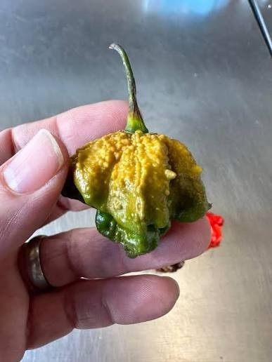 Pepper X, 5 Seeds, RARE, WORLDS HOTTEST PEPPER Pepper X, 5 Seeds, RARE, WORLDS HOTTEST PEPPER