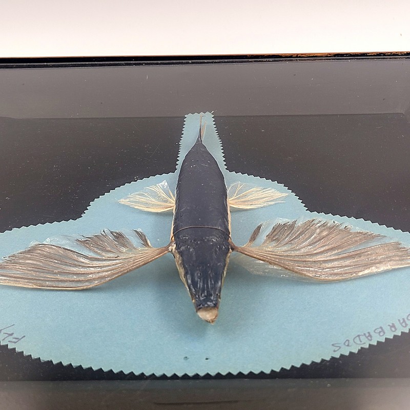 Vintage Taxidermy 1971 Barbados Flying Fish Preserved Specimen Framed Shadowbox