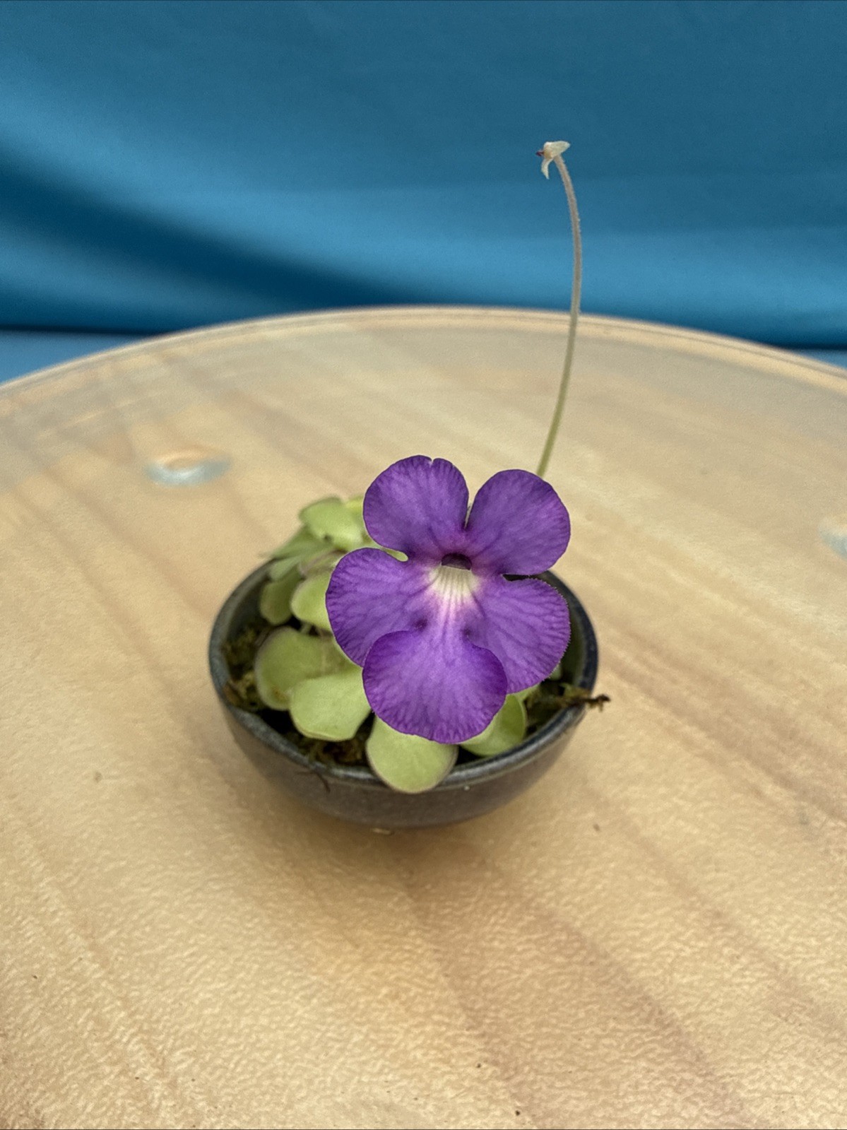 Pinguicula cyclosecta 5-6 Rosettes Carnivorous Purple White 2” Ceramic pot