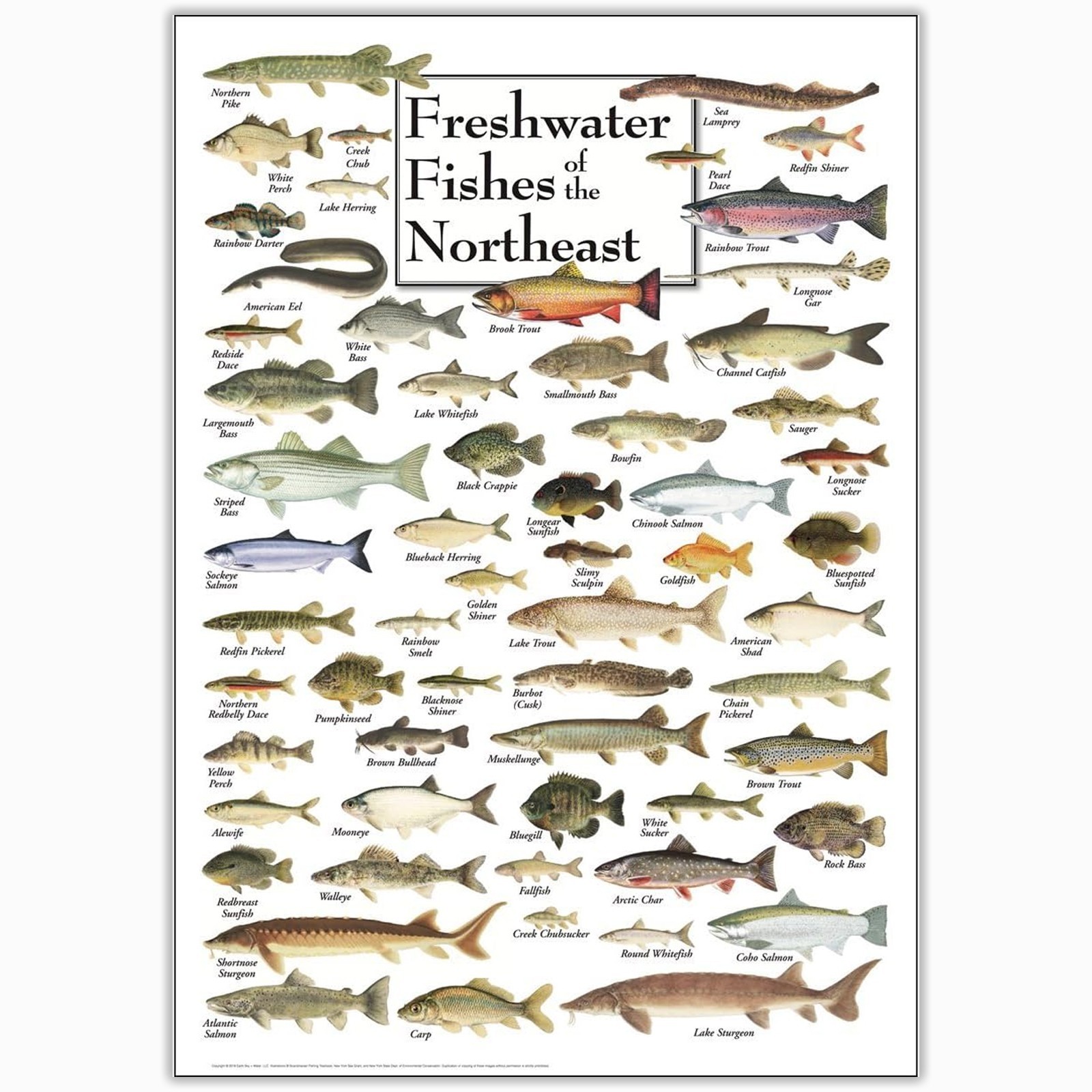 Earth Sky + Water - Freshwater Fishes of the Northeast - Poster