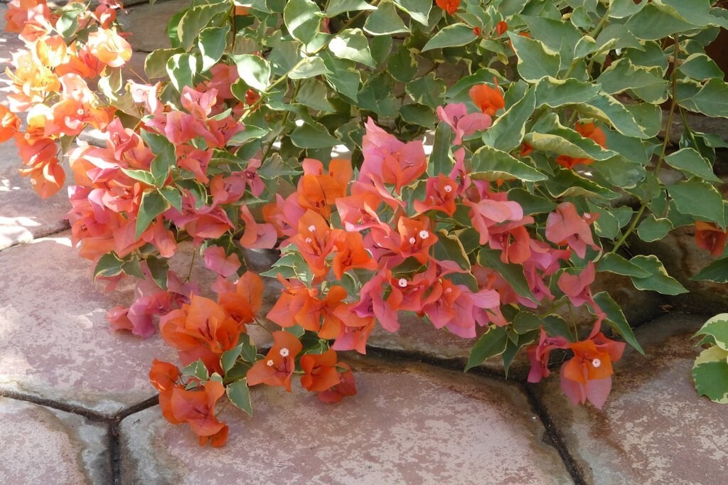 Bougainvillea - \'Orange King\' Bougainvillea - \'Orange King\'