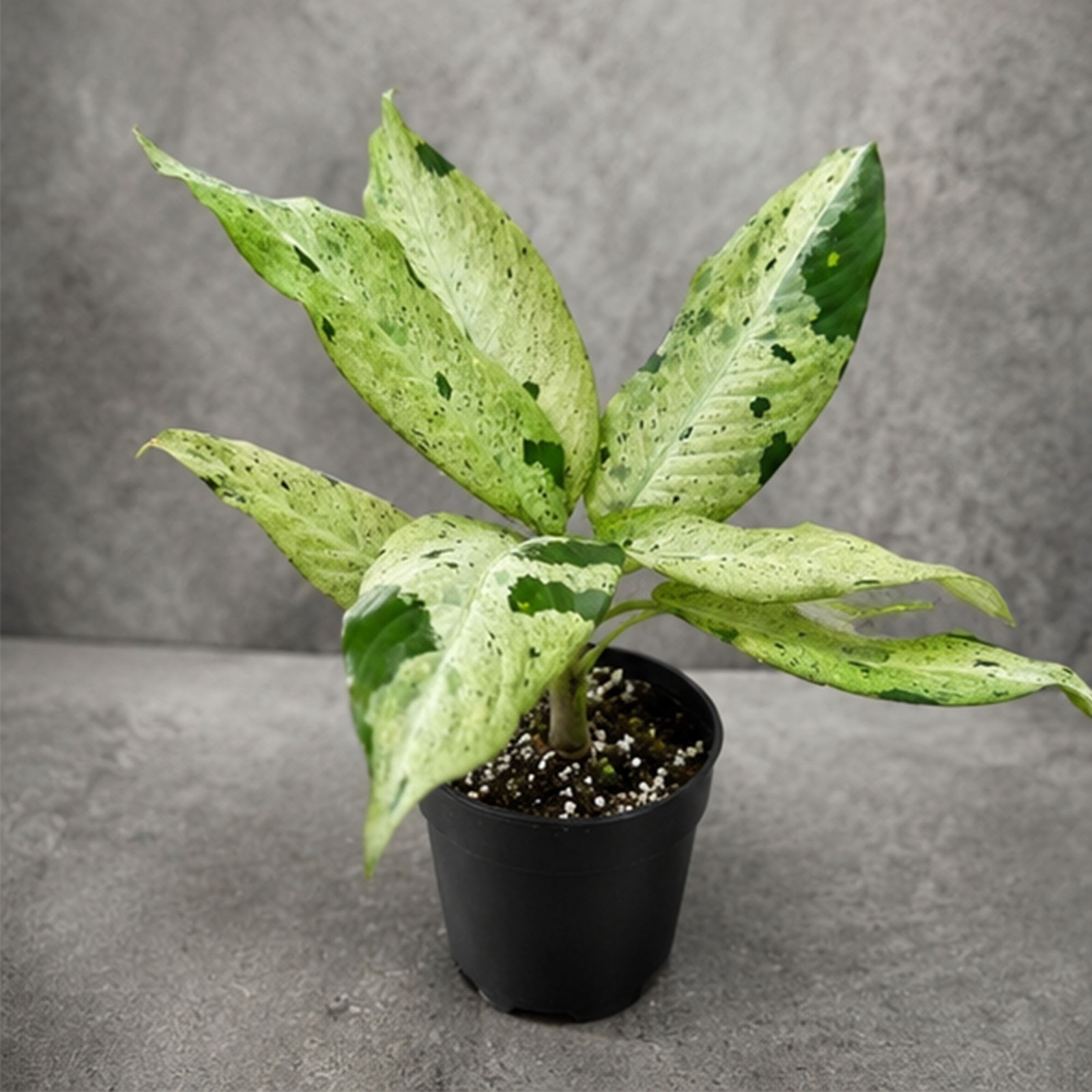 Dieffenbachia Camouflage |Rare Camouflage Dumb Cane | Exotic Tropical Houseplant