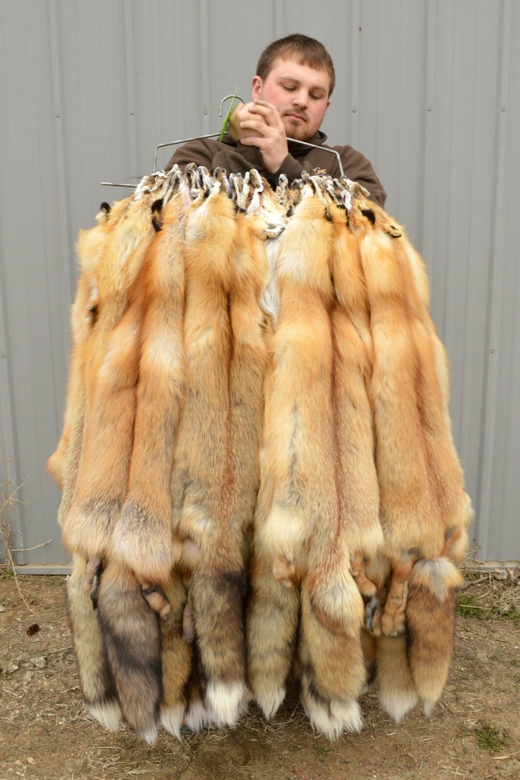 Tanned Red Fox, Winter “Heavy Fur” Western - Medium Grade