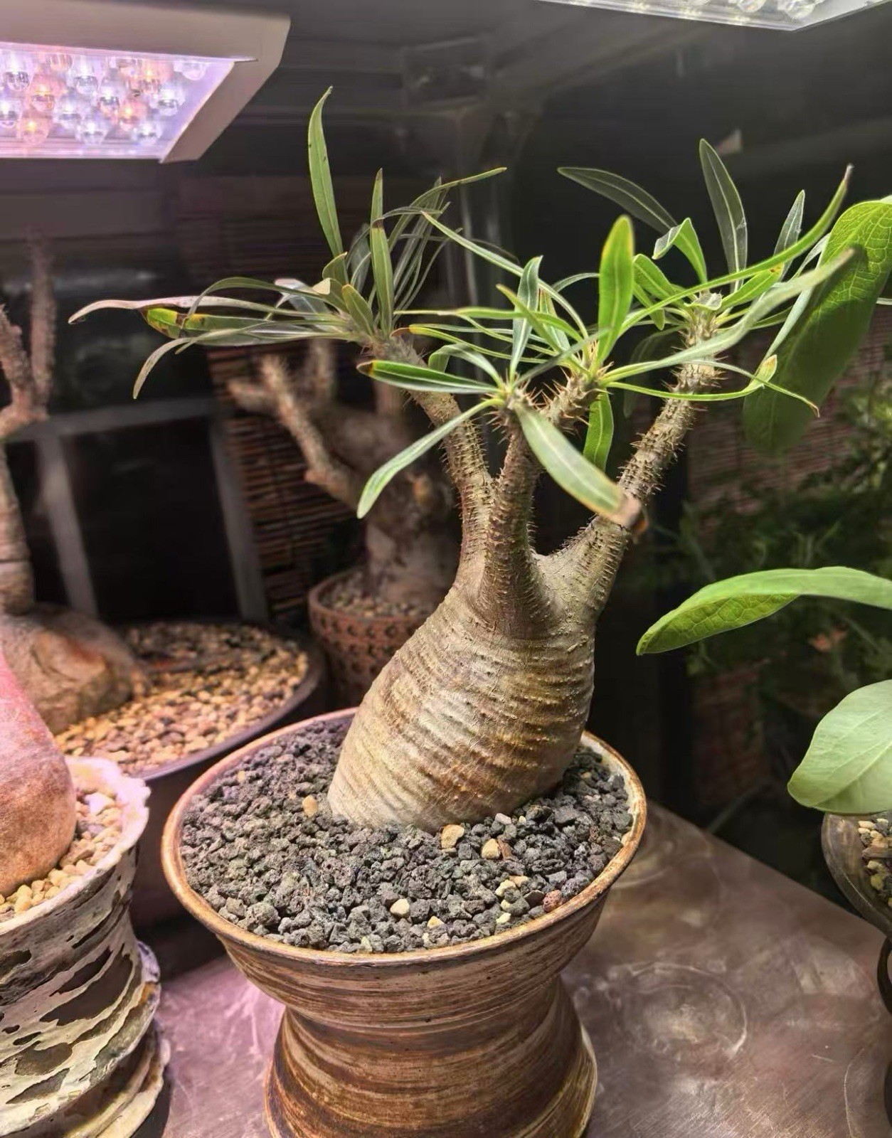 Pachypodium rosulatum var. gracilius, Mature Well-Established Caudex Lying Form Pachypodium rosulatum var. gracilius, Mature Well-Established Caudex Lying Form