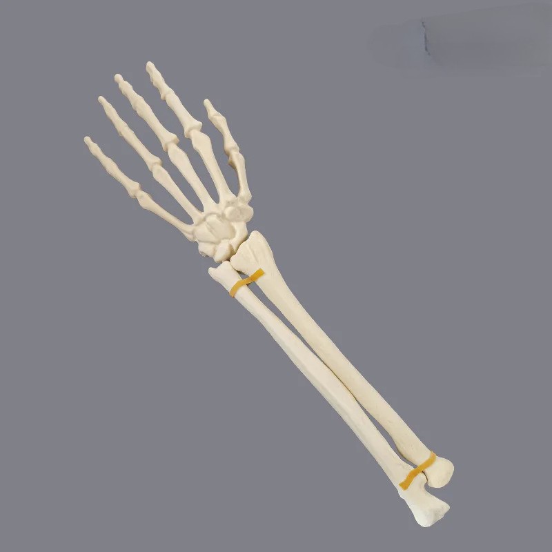 Hand Hand Skeletal Model Simulation Bone Wrist Joint Sawbones 