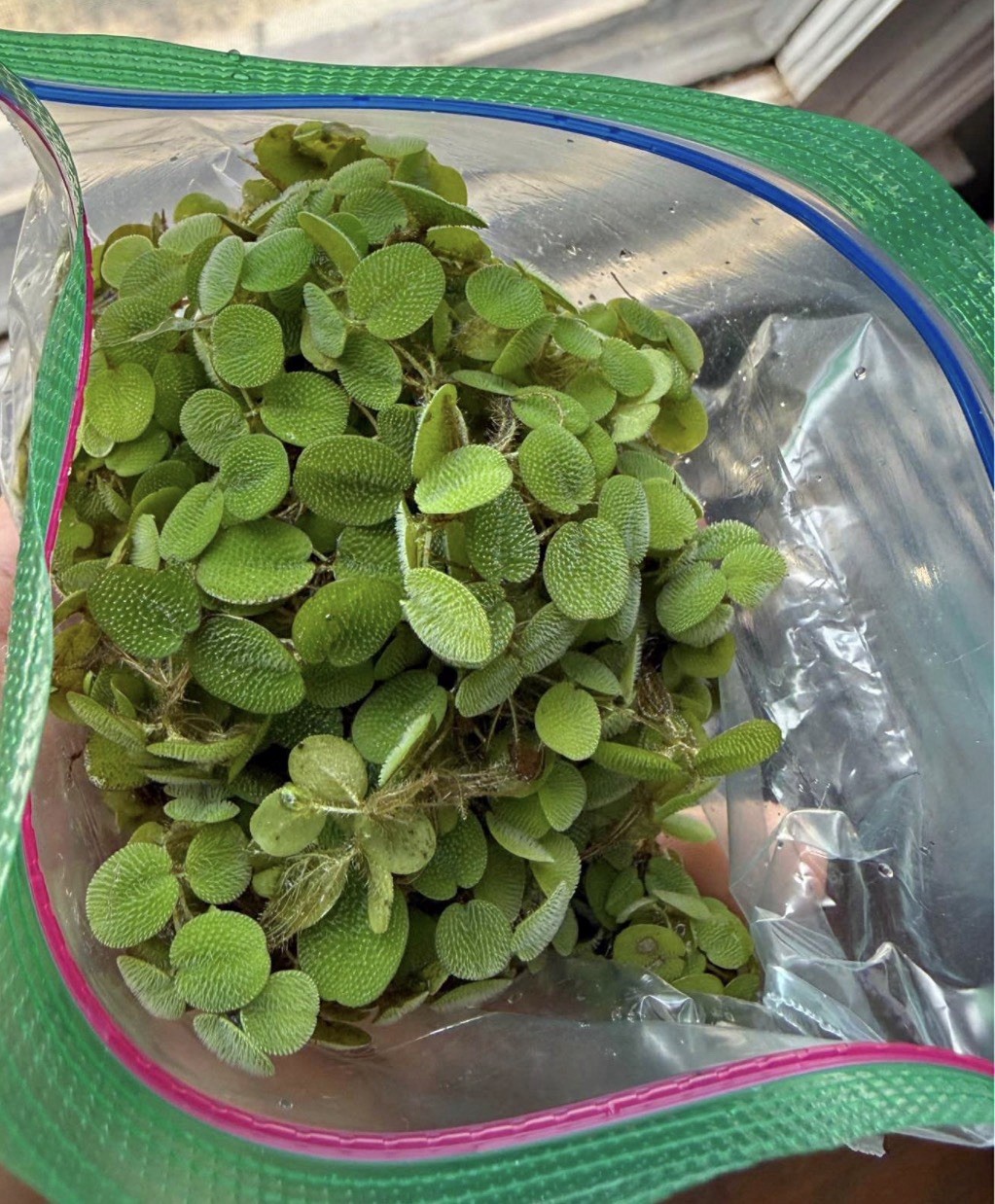 10+ Salvinia Minima (Water Spangles) Live Floating Aquarium Plants Easy Green