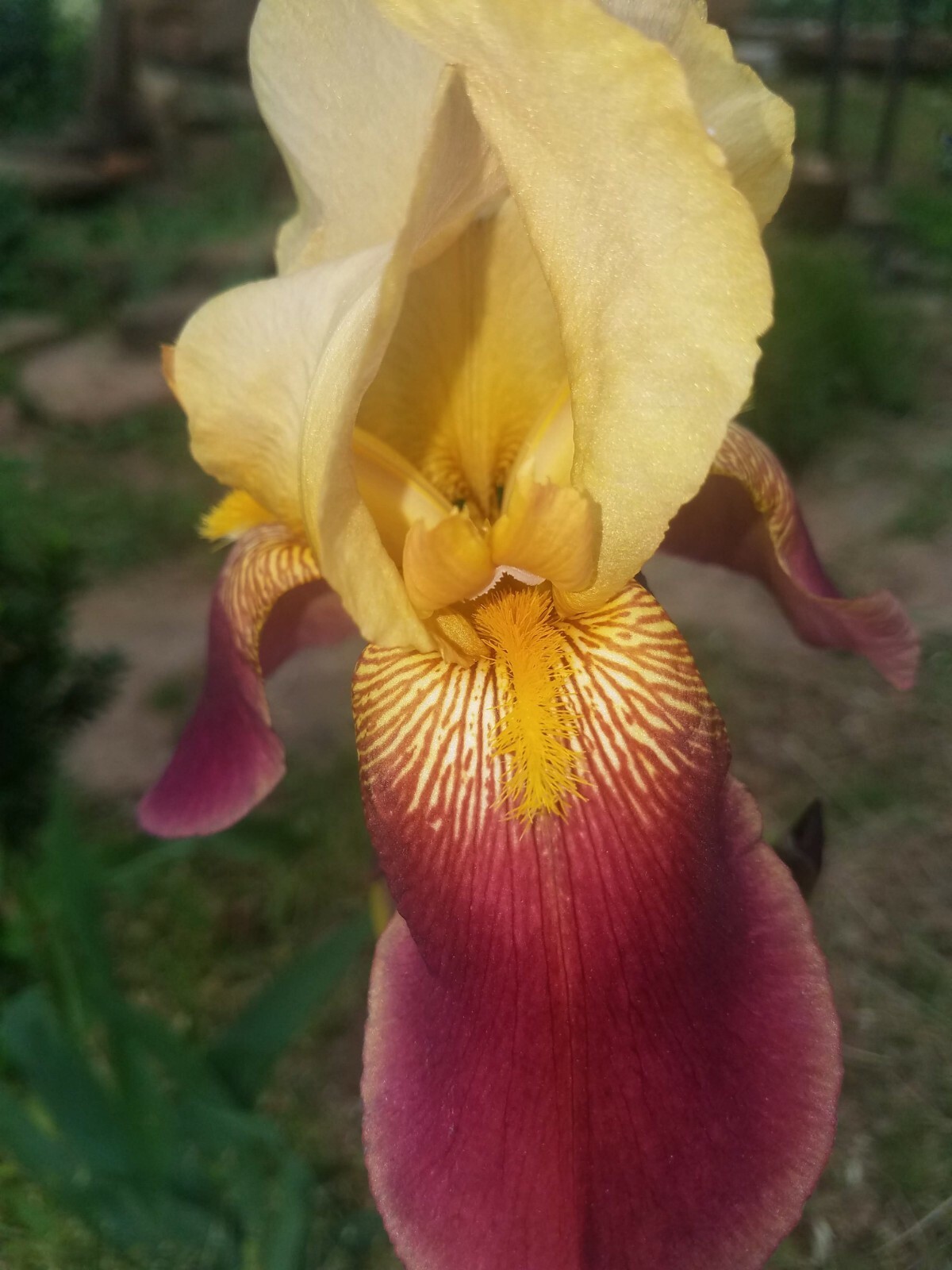 100 Mixed Bearded Iris– GREAT VALUE• Fresh•Hardy•EASY to Grow 