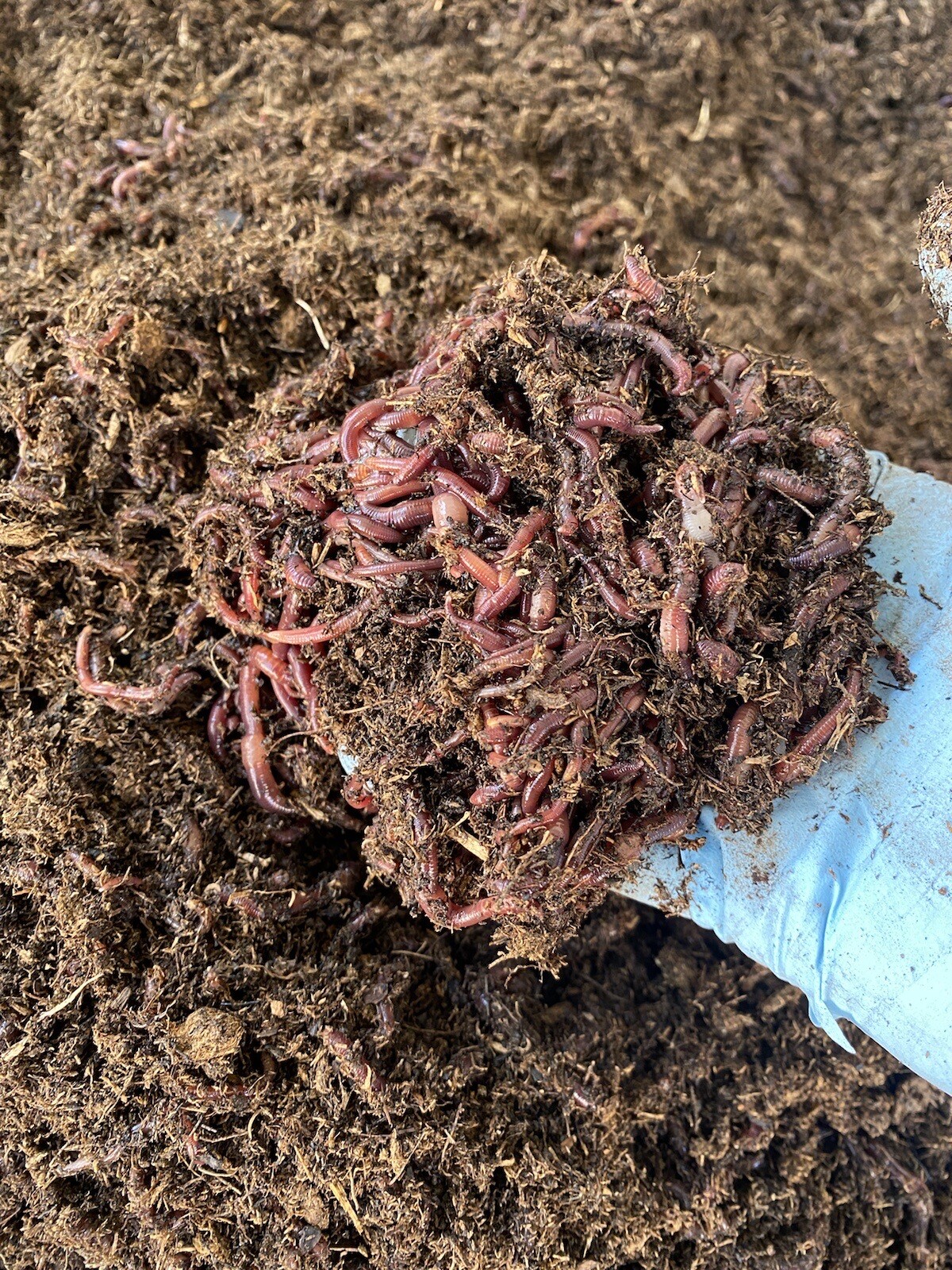 1lb Of Red Composting Worms 1lb Of Red Composting Worms
