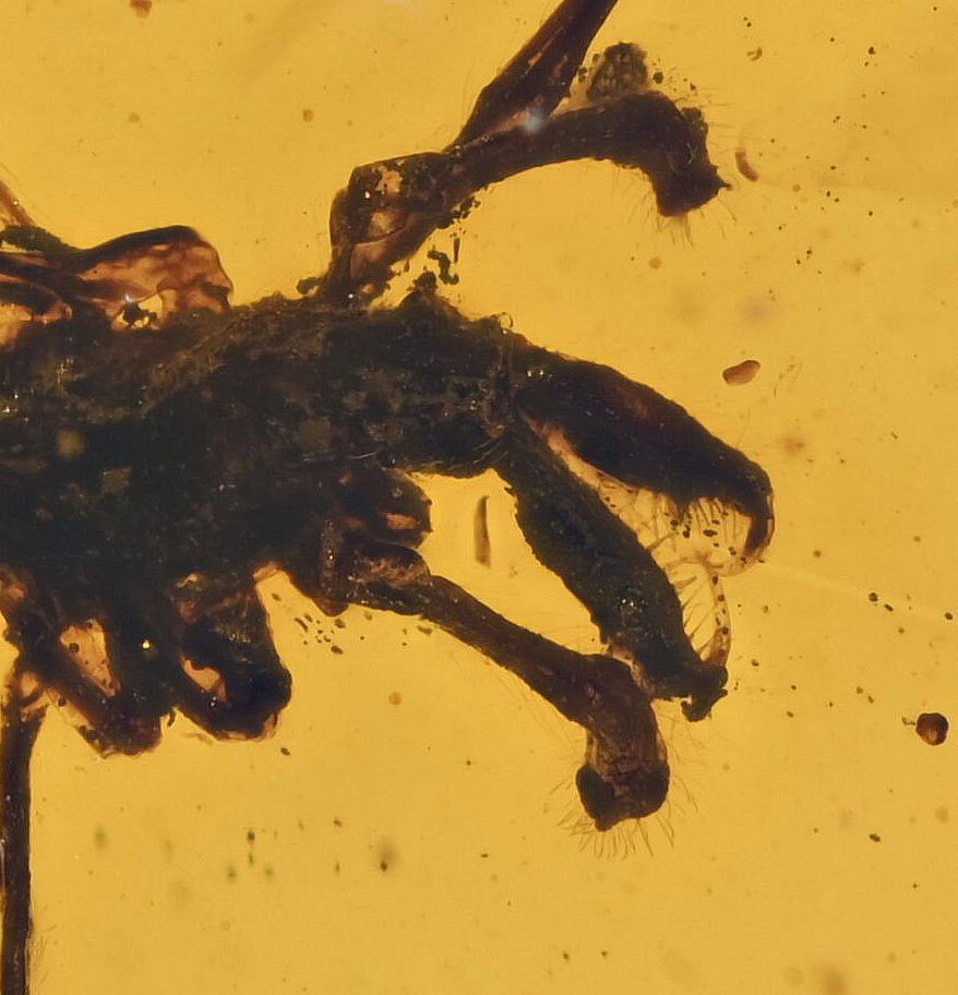 Rare Archaeidae (Assassin Spider), Fossil insect inclusion in Burmese Amber