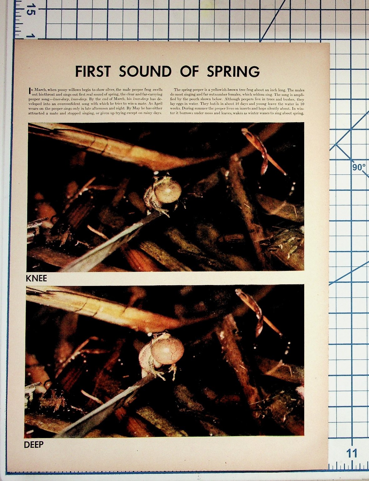Vintage Peeper Frog Nature Print Article First Sound of Spring Ephemera