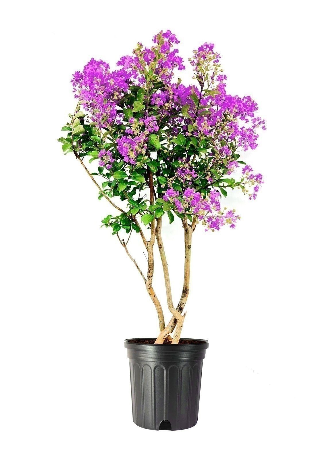 Crape Myrtle Twilight | 3 Gallon | Lagerstroemia indica | Summer Blooms