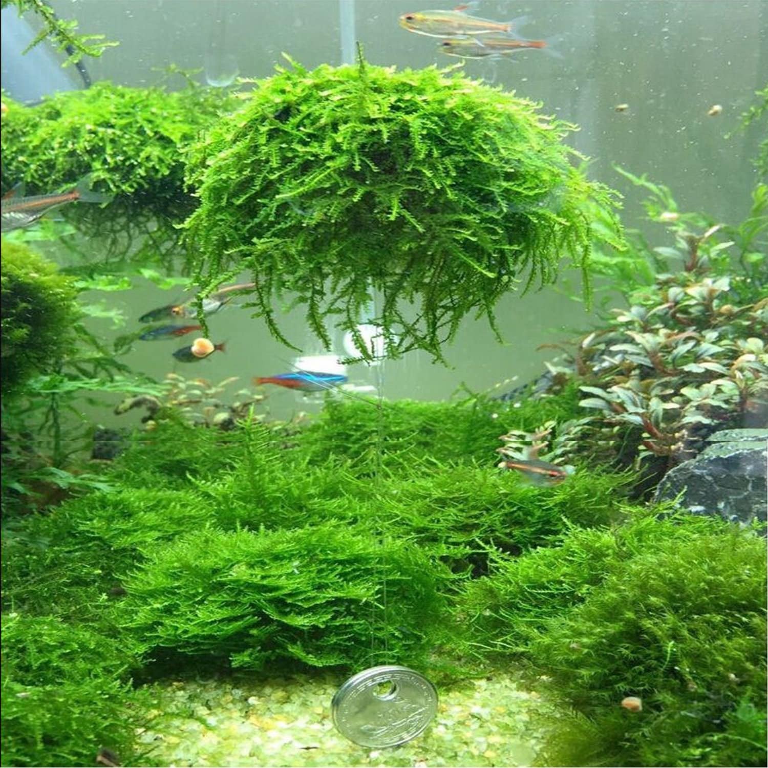 java moss and floating plant pack, live beneficial bacteria.