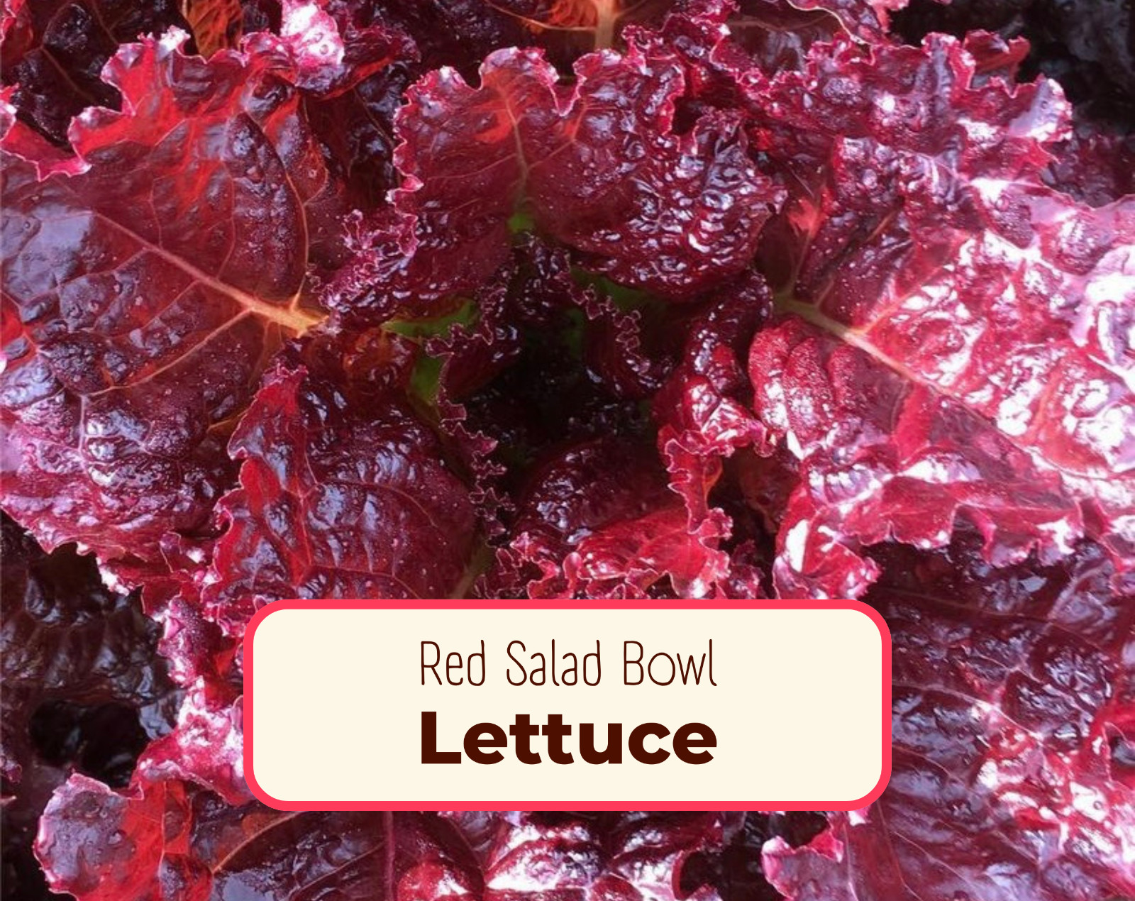 5800+ Lettuce Seeds \'Red Salad Bowl\' | Heirloom, Non-GMO, Vegetable Garden Seeds 5800+ Lettuce Seeds \'Red Salad Bowl\' | Heirloom, Non-GMO, Vegetable Garden Seeds