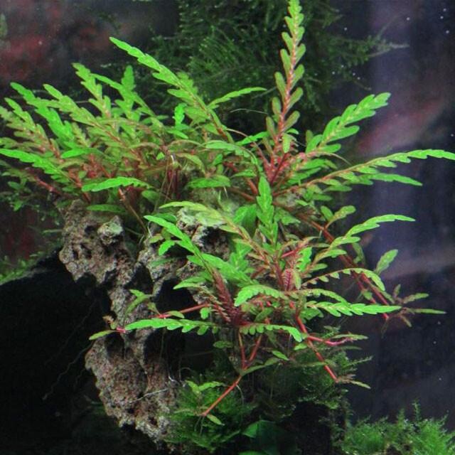 3 Stems hygrophila pinnatifida live aquarium plants beautiful FREE S/H